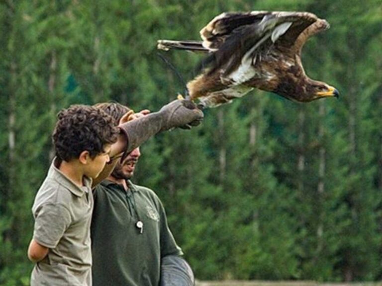 Domina el Volante: Lecciones de Cetrer&iacute;a al Conducir