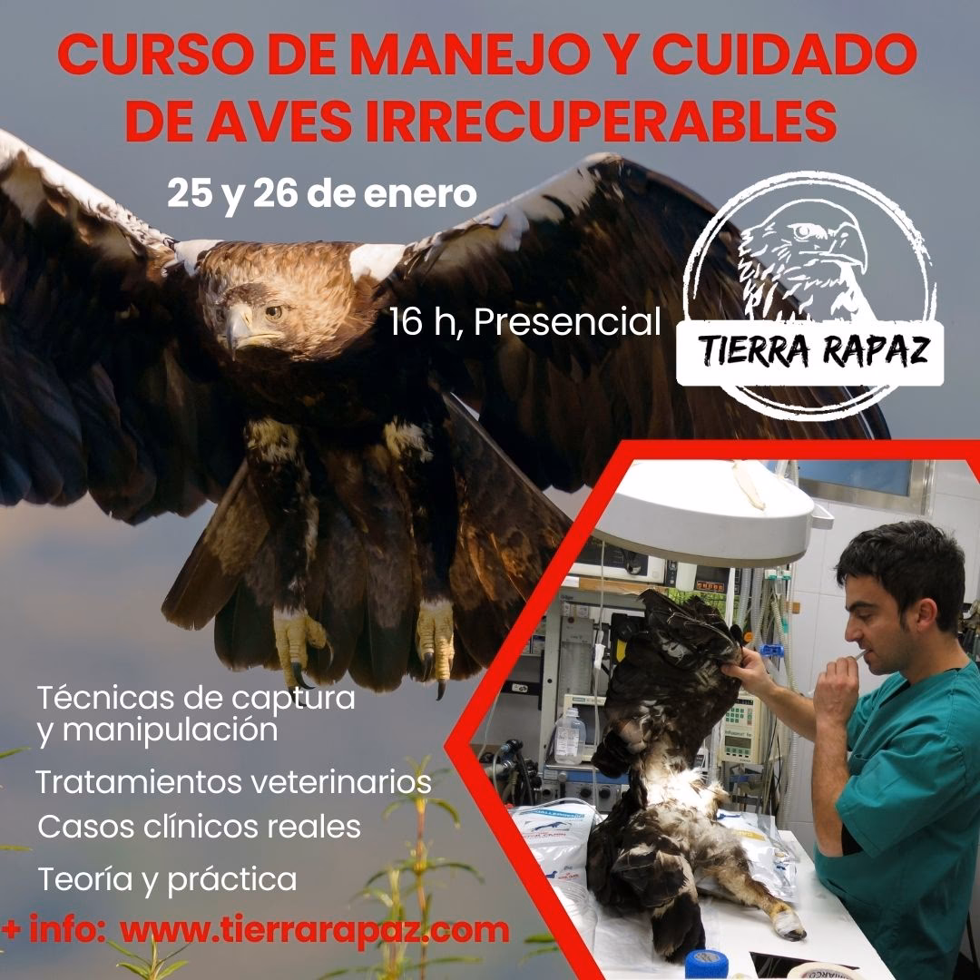 &iquest;C&oacute;mo manejar un ave rapaz?