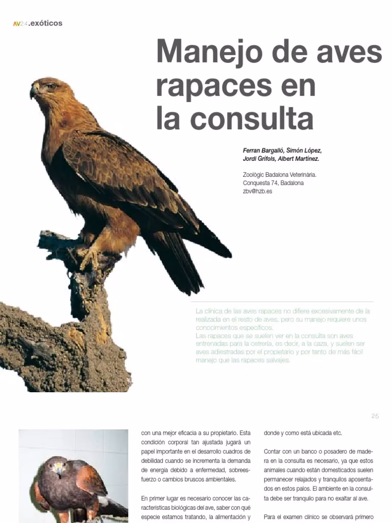 &iquest;Cu&aacute;l es el ave m&aacute;s f&aacute;cil de adiestrar?