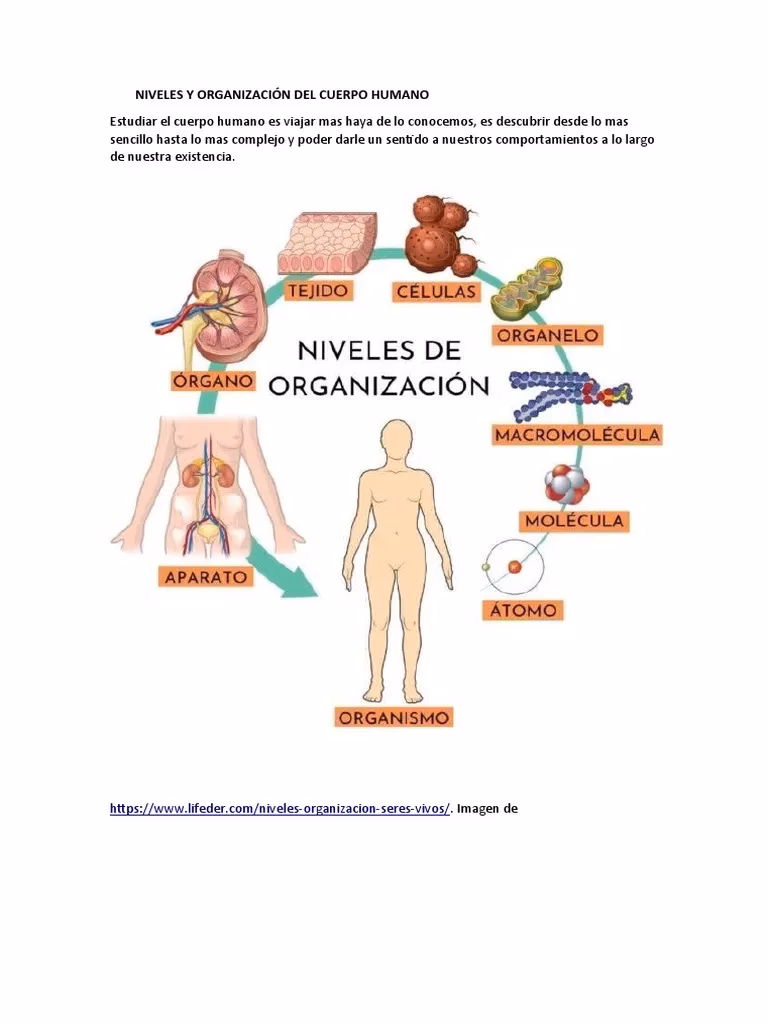 &iquest;C&oacute;mo ser&iacute;a un control el&eacute;ctrico en el cuerpo humano?