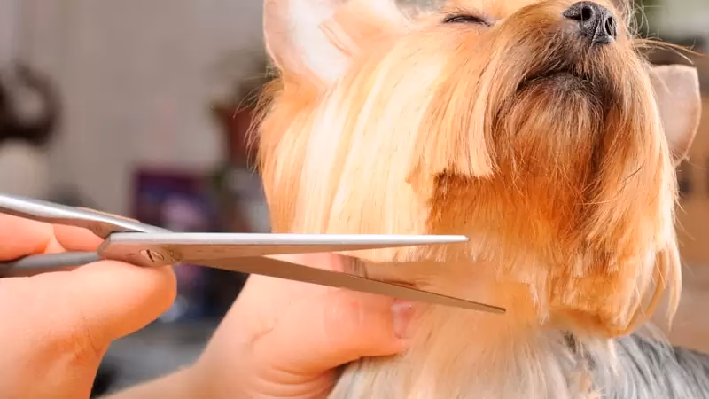 ¿Cómo usar las tijeras de peluquería para mascotas?