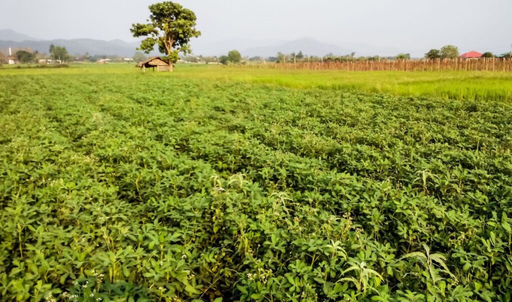 Aprender a Manejar: Cultiva al Conductor en Ti