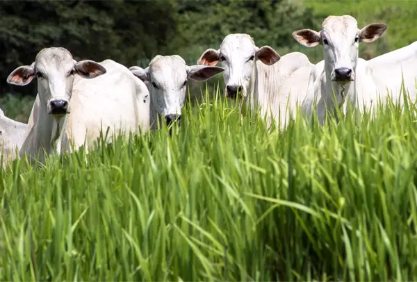 Tipos de Forrajes para Ganado: Gu&iacute;a Esencial