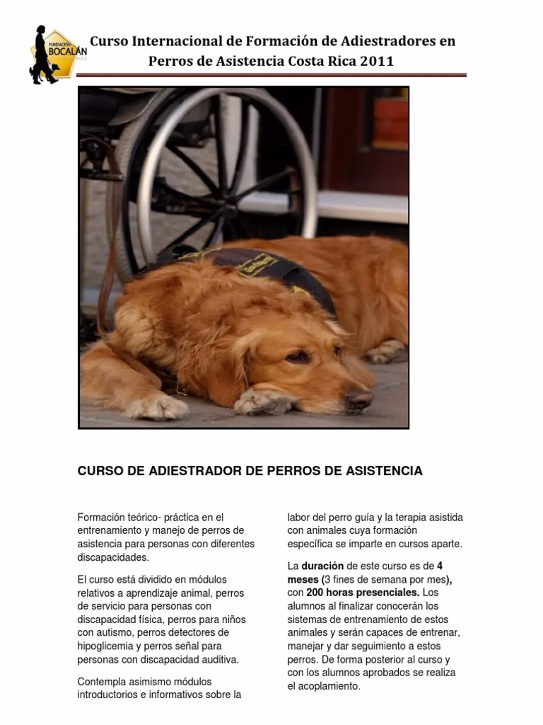 &iquest;Cu&aacute;nto cuesta entrenar un perro de asistencia?