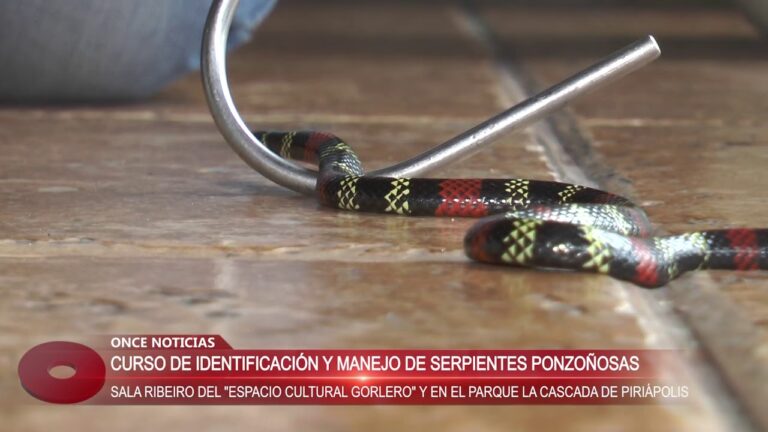 Aprende a Manejar Serpientes: Cursos y Carreras