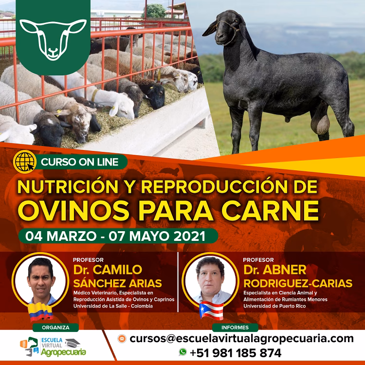 ¿Cuántas ovejas hay que tener para que sea rentable?