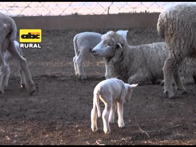 El Rendimiento del Conductor Exitoso