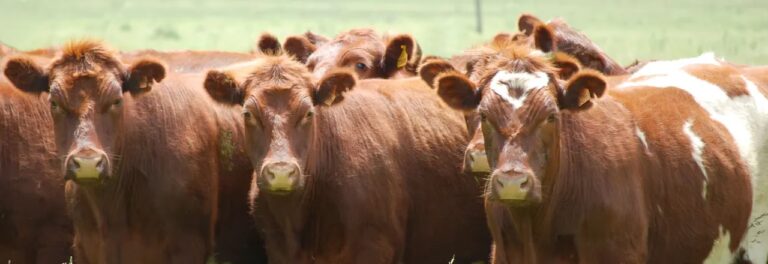Gu&iacute;a Esencial de Manejo Reproductivo Bovino