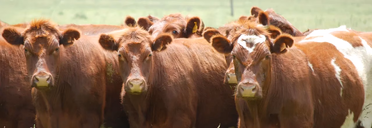 &iquest;Qu&eacute; es el manejo reproductivo?