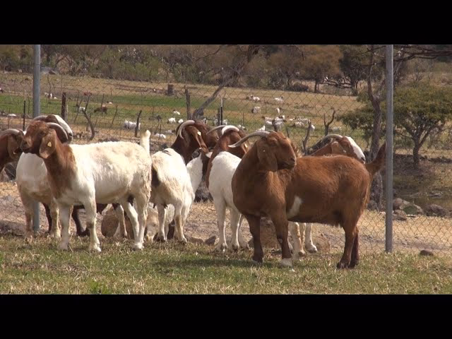 Manejo y Reproducci&oacute;n Caprina: Gu&iacute;a del Celo