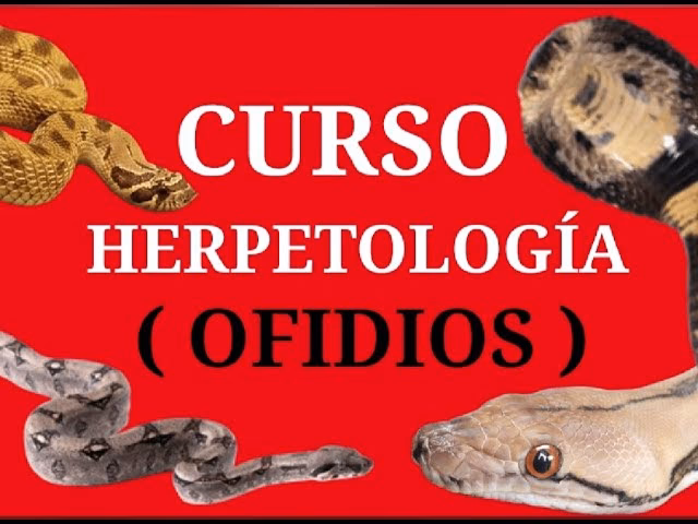 Gu&iacute;a Definitiva para tu Licencia de Conducir