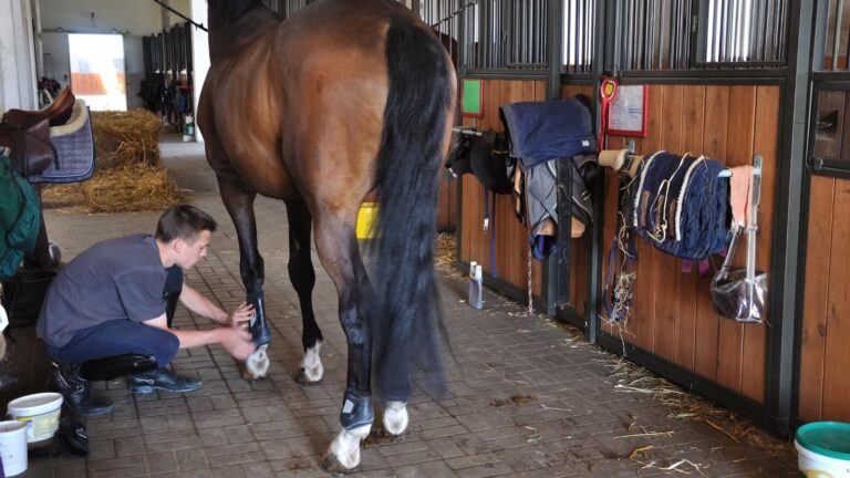 Convertirse en Entrenador de Caballos: La Gu&iacute;a