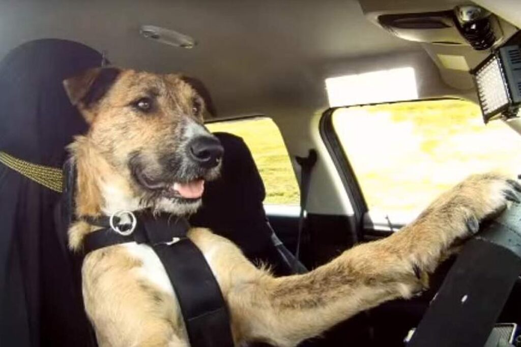 Guía para Conducir en Nueva Zelanda: ¡Más Fácil que para un Perro!