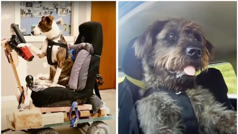 Gu&iacute;a Completa para Conducir en Nueva Zelanda