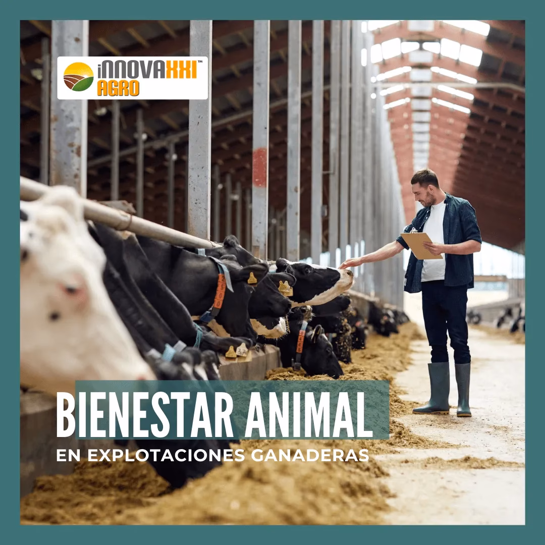&iquest;C&oacute;mo se consigue el certificado de bienestar animal?