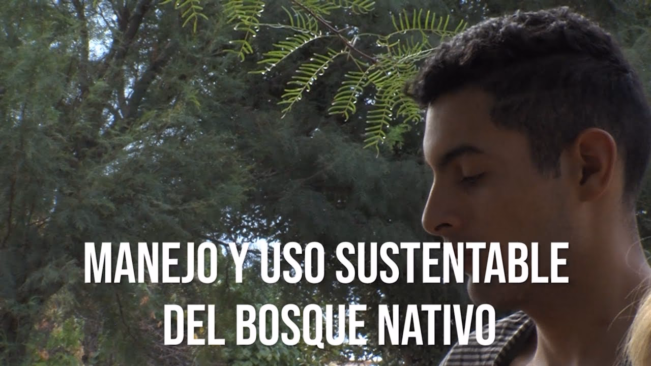 &iquest;C&oacute;mo obtener un plan de manejo forestal?